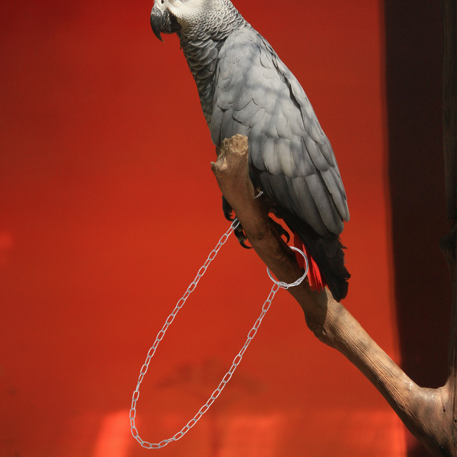1 stuks roestvrijstalen vogelv - Anklet Foot Chain recensie en prijs